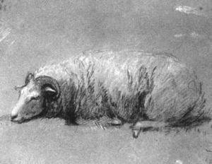 Study of a Sheep 1757-59